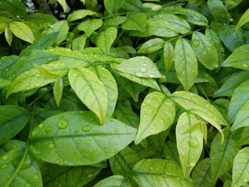 Full frame shot of raindrops on leaves