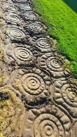 High angle view of grass