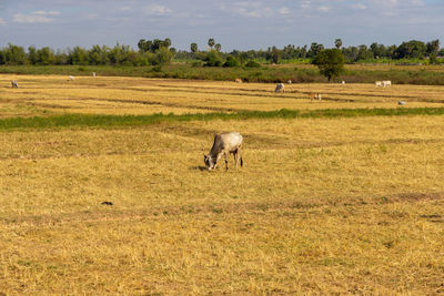 Cows in the rice field, kratie, cambodia