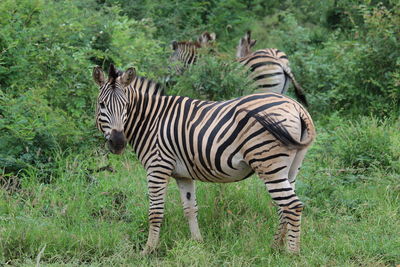 Zebra standing in a field