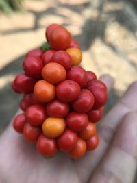 Close-up of hand holding tomatoes