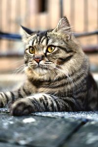 Close-up portrait of a cat