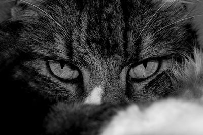 Close-up portrait of a cat