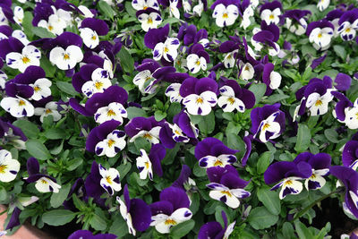 Close-up of fresh purple flowers blooming in park