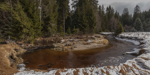 Scenic view of stream flowing in forest