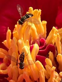 Close-up of insect on yellow flower