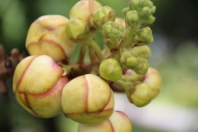 Close-up of apples