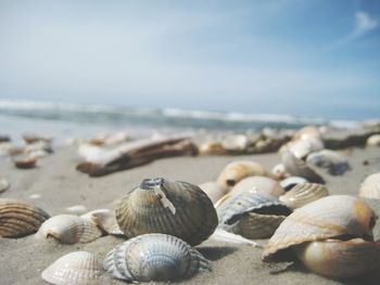 Surface level shot of seashells on shore against sky