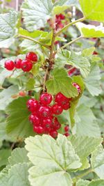 Close-up of red berries growing on plant