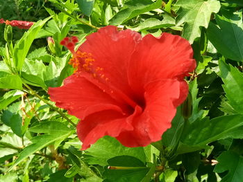 Close-up of red hibiscus flower