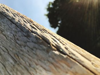 Low angle view of tree against sky