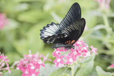 Close-up of butterfly pollinating on pink flower