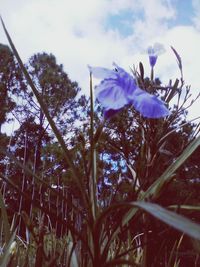 Low angle view of flowers against sky