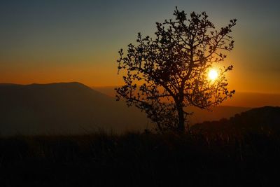 Silhouette tree on landscape at sunset