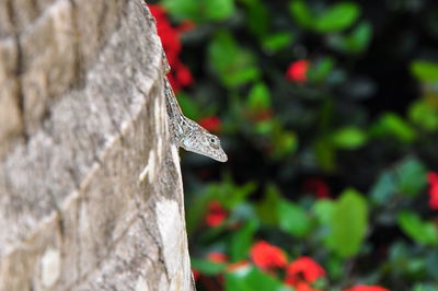 Butterfly perching on leaf