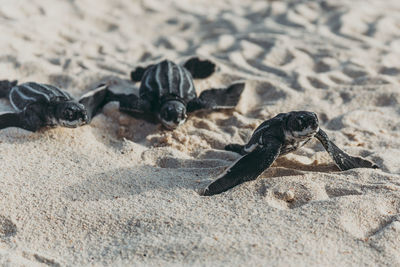 High angle view of crab on sand