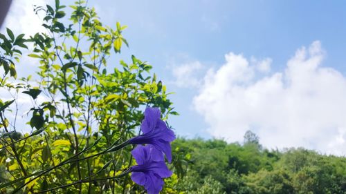 Low angle view of flowers against blue sky