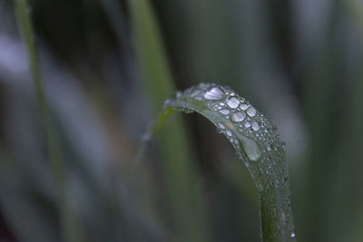 Close-up of raindrops on leaf