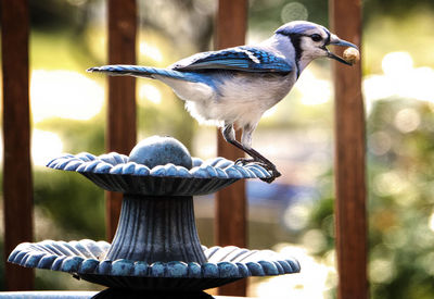 Close-up of blue jay perching on ornate