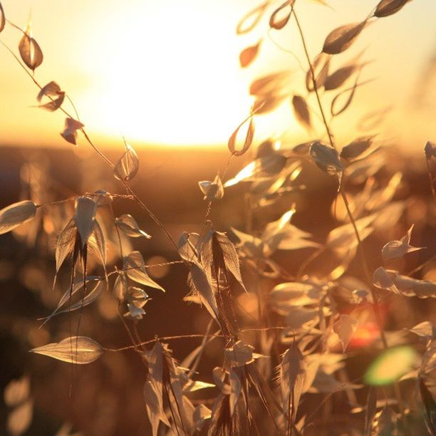 sun, sunset, growth, plant, focus on foreground, sunlight, nature, close-up, lens flare, beauty in nature, leaf, sunbeam, orange color, stem, tranquility, fragility, sky, freshness, outdoors, selective focus