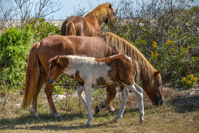 Horses in a field