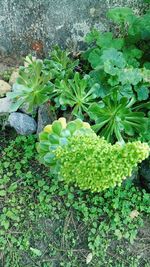 Close-up of plants