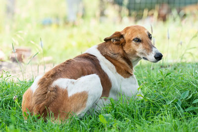 View of a dog relaxing on grass