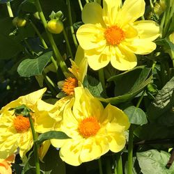 Close-up of sunflowers blooming outdoors