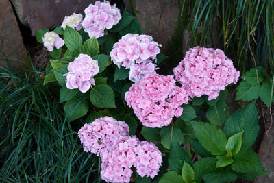 High angle view of pink flowering plant