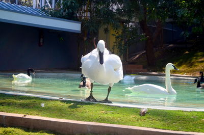 Swans swimming in water