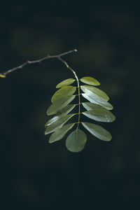 Close-up of green leaves