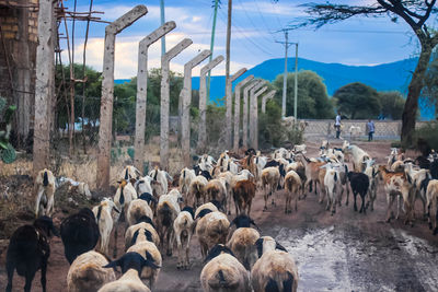 A tribe of goats heading home from the grazing fields