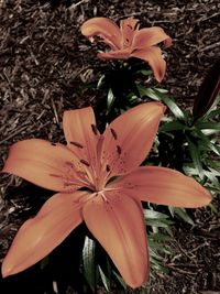 Close-up of flower blooming outdoors