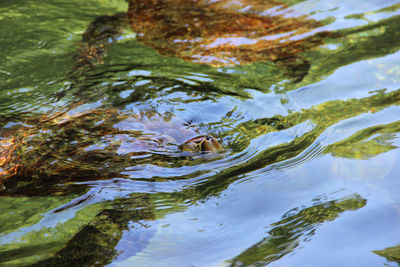 Close-up of turtle swimming in river