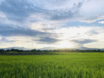 Scenic view of agricultural field against sky