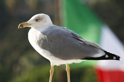 Close-up of bird perching outdoors