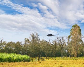 Bird flying over a field