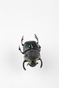 Close-up of insect on wall