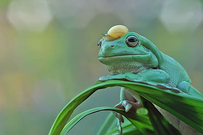 Close-up of a bird looking away