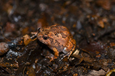 Close-up of frog