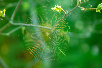 Spider web woven on tree branches. isolated on natural background. insect trap concept