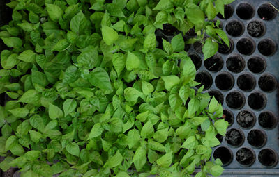 
background of fresh green chilli leaves