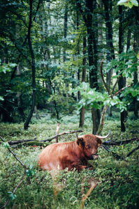 View of a reptile in a forest