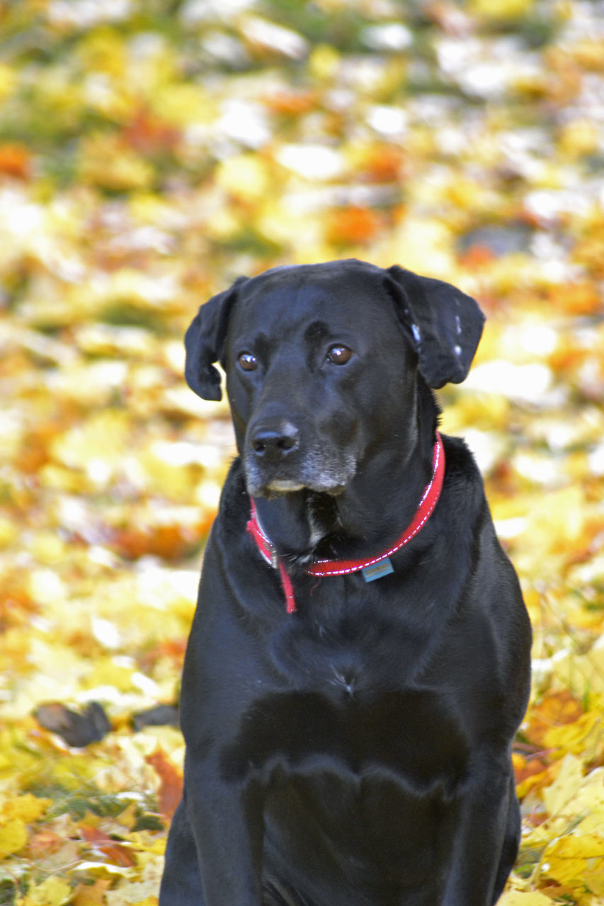 PORTRAIT OF A BLACK DOG