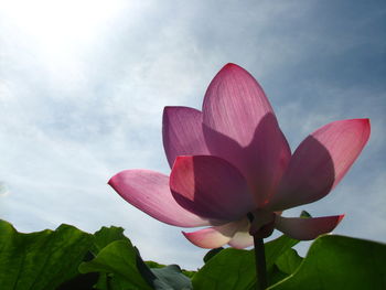 Close-up of pink lotus water lily against sky