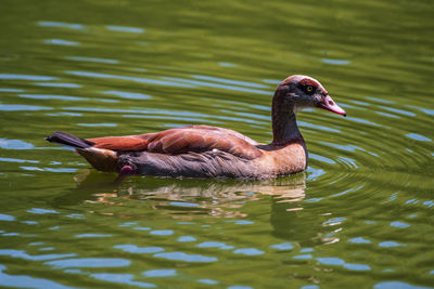 Duck swimming in lake