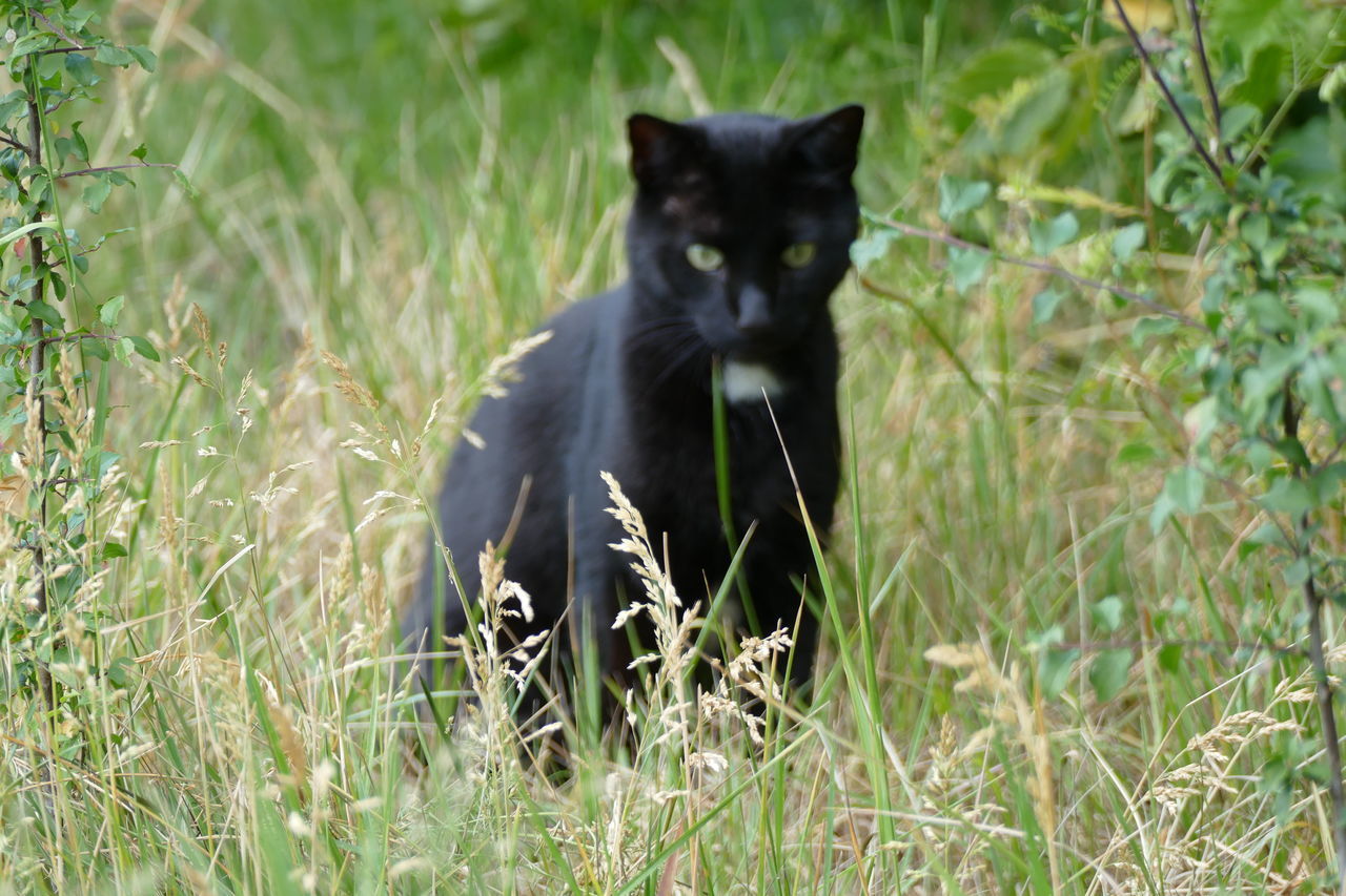 PORTRAIT OF BLACK CAT ON GRASS