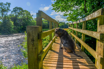 Dog on wood against sky