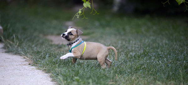 Dog sitting on grass