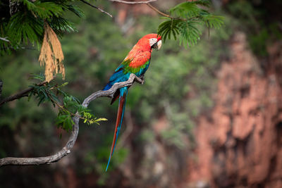 Close-up of bird perching on branch